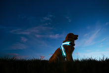 Load image into Gallery viewer, Pupvest LED Harness
